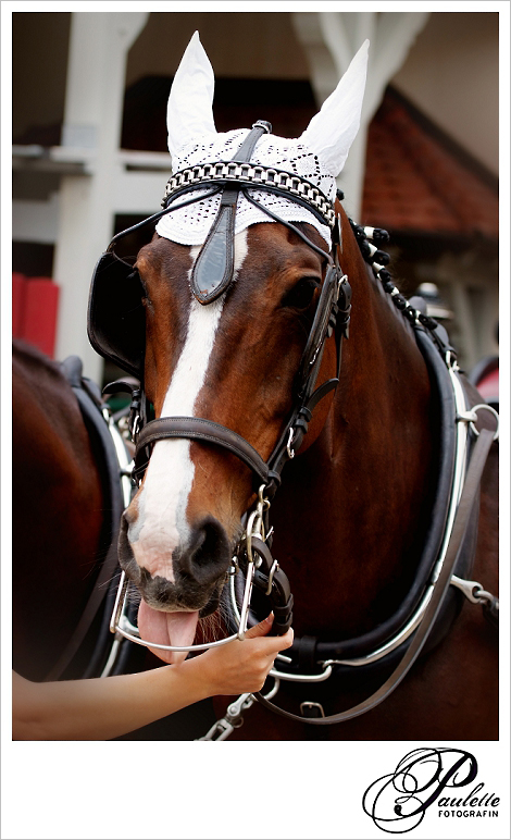 Braunes Pferd mit Scheuklappen streckt die Zunge raus und  zieht die Hochzeitskutsche in Fulda Bronnzell.